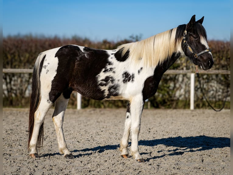 Altri cavalli a sangue caldo Castrone 5 Anni 155 cm Pezzato in Neustadt (Wied)