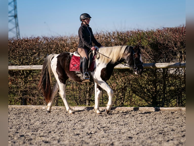 Altri cavalli a sangue caldo Castrone 5 Anni 155 cm Pezzato in Neustadt (Wied)