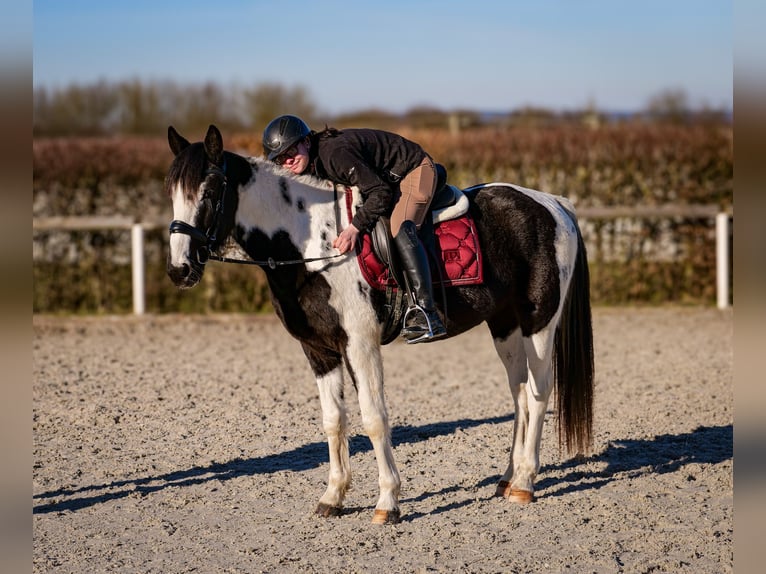 Altri cavalli a sangue caldo Castrone 5 Anni 155 cm Pezzato in Neustadt (Wied)