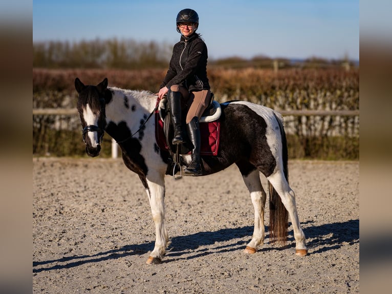 Altri cavalli a sangue caldo Castrone 5 Anni 155 cm Pezzato in Neustadt (Wied)