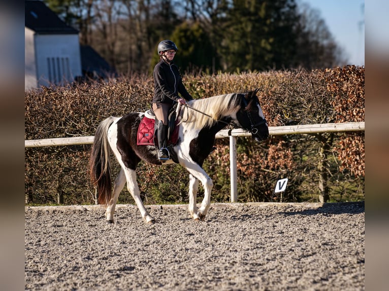 Altri cavalli a sangue caldo Castrone 5 Anni 155 cm Pezzato in Neustadt (Wied)