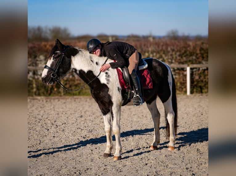 Altri cavalli a sangue caldo Castrone 5 Anni 155 cm Pezzato in Neustadt (Wied)