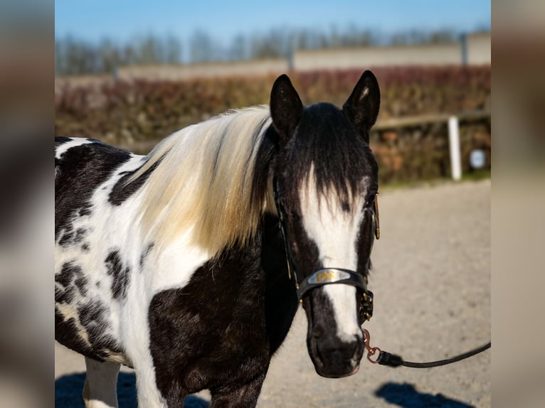 Altri cavalli a sangue caldo Castrone 5 Anni 155 cm Pezzato in Neustadt (Wied)