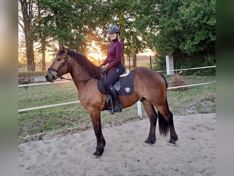 Altri cavalli a sangue caldo Castrone 5 Anni 157 cm Baio chiaro in Pelmberg