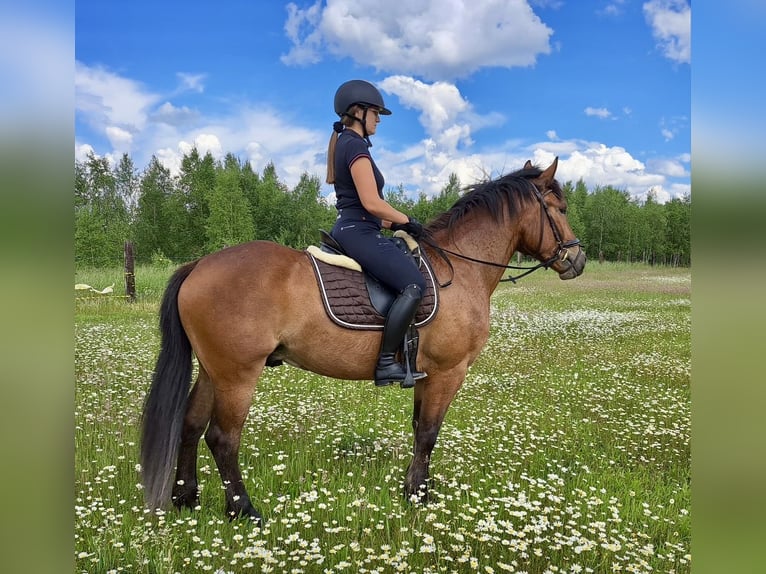 Altri cavalli a sangue caldo Castrone 5 Anni 157 cm Baio chiaro in Pelmberg
