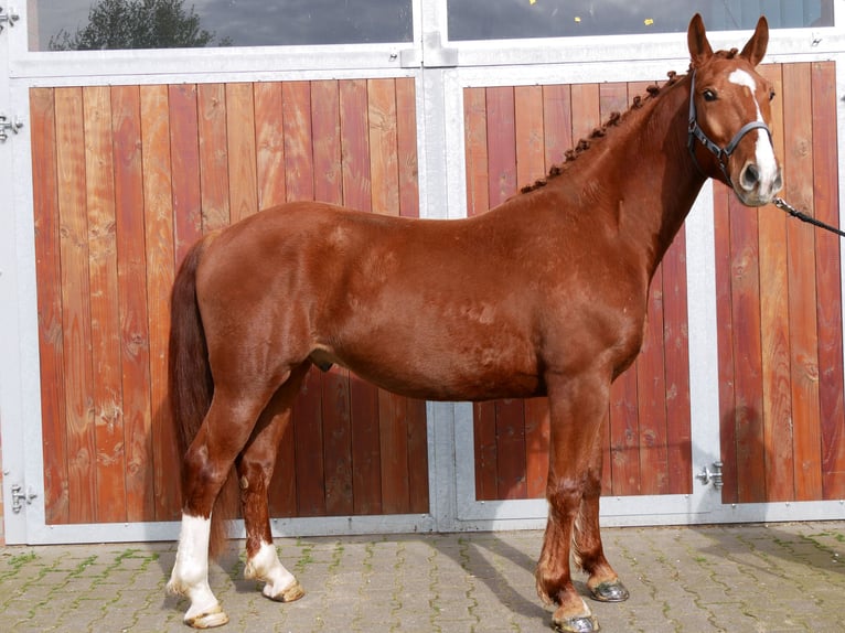 Altri cavalli a sangue caldo Castrone 5 Anni 158 cm Sauro in Dorsten