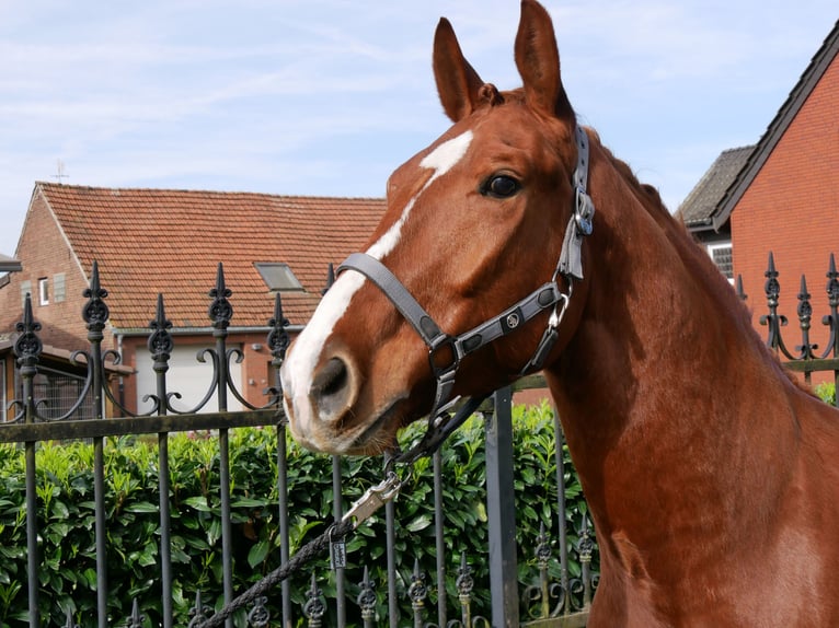 Altri cavalli a sangue caldo Castrone 5 Anni 158 cm Sauro in Dorsten