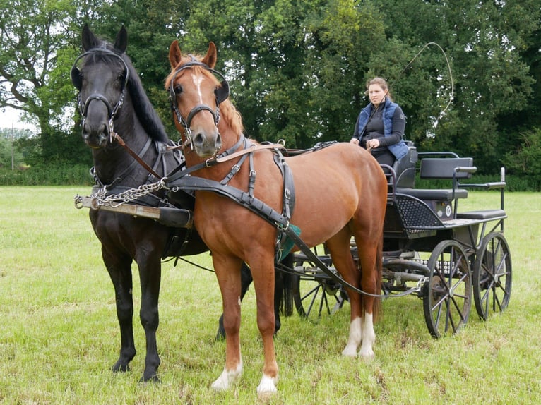 Altri cavalli a sangue caldo Castrone 5 Anni 160 cm in Dorsten