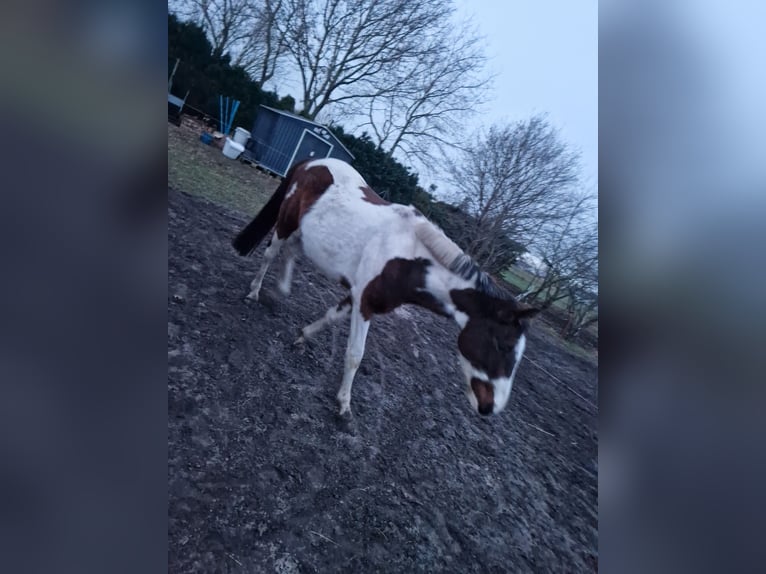 Altri cavalli a sangue caldo Castrone 5 Anni 160 cm in Peenemünde