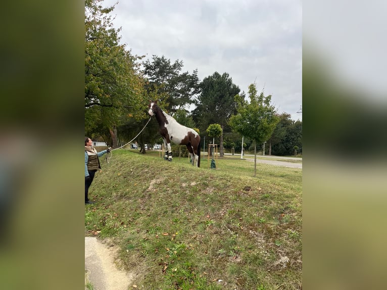 Altri cavalli a sangue caldo Castrone 5 Anni 160 cm in Peenemünde