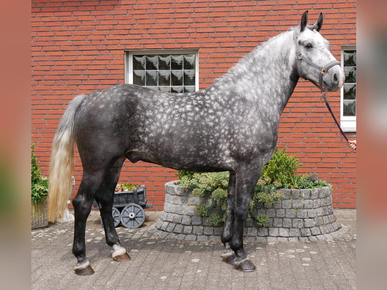 Altri cavalli a sangue caldo Castrone 5 Anni 160 cm Grigio pezzato in Dorsten