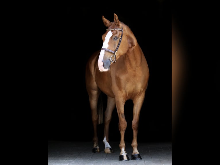Altri cavalli a sangue caldo Castrone 5 Anni 160 cm Sauro in Dohren