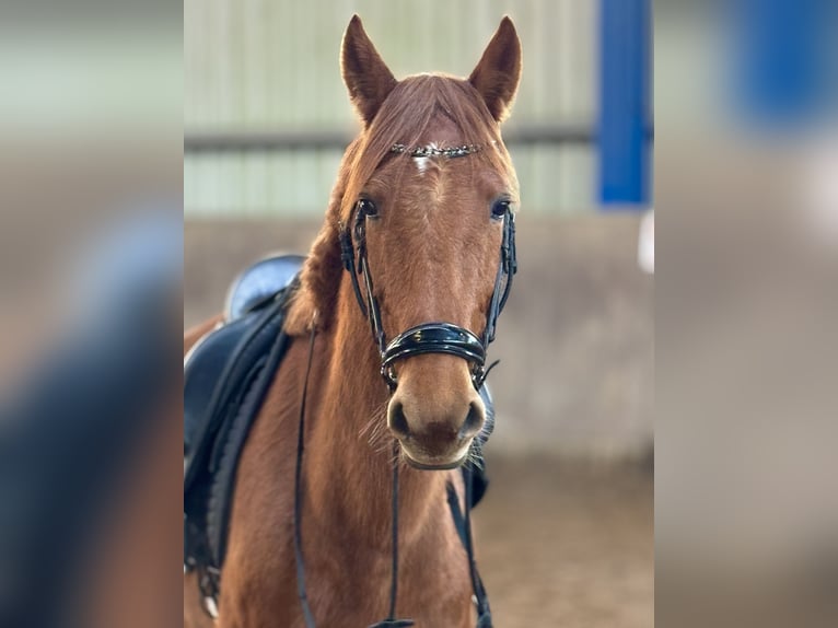 Altri cavalli a sangue caldo Castrone 5 Anni 160 cm Sauro in Bexbach