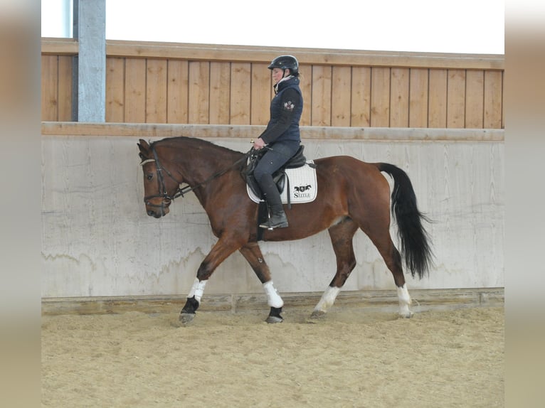 Altri cavalli a sangue caldo Castrone 5 Anni 161 cm Baio in Wellheim
