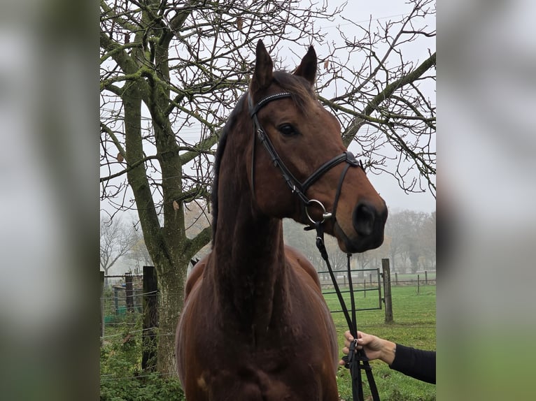 Altri cavalli a sangue caldo Castrone 5 Anni 162 cm Baio scuro in Wachtendonk