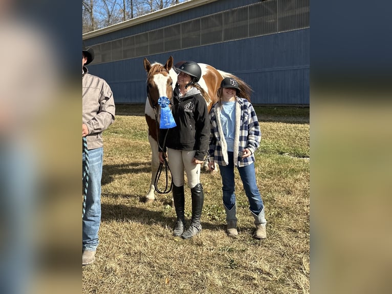 Altri cavalli a sangue caldo Mix Castrone 5 Anni 163 cm Pezzato in Granville