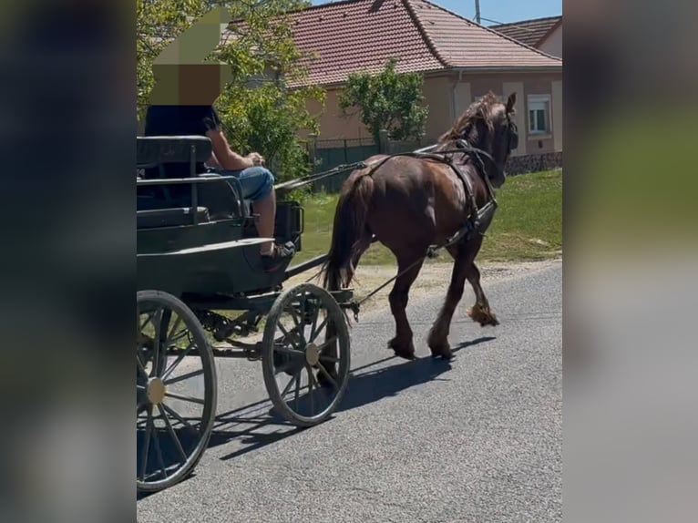 Altri cavalli a sangue caldo Mix Castrone 5 Anni 163 cm Sauro scuro in Bad Saulgau