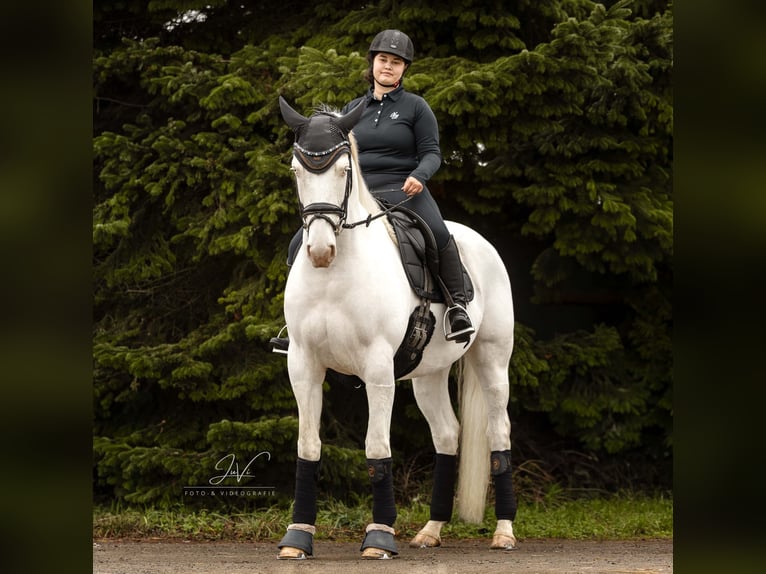 Altri cavalli a sangue caldo Castrone 5 Anni 164 cm Cremello in Korschenbroich