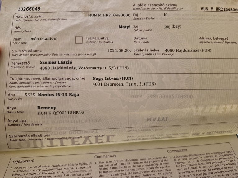 Altri cavalli a sangue caldo Castrone 5 Anni 165 cm Baio in Kobenz