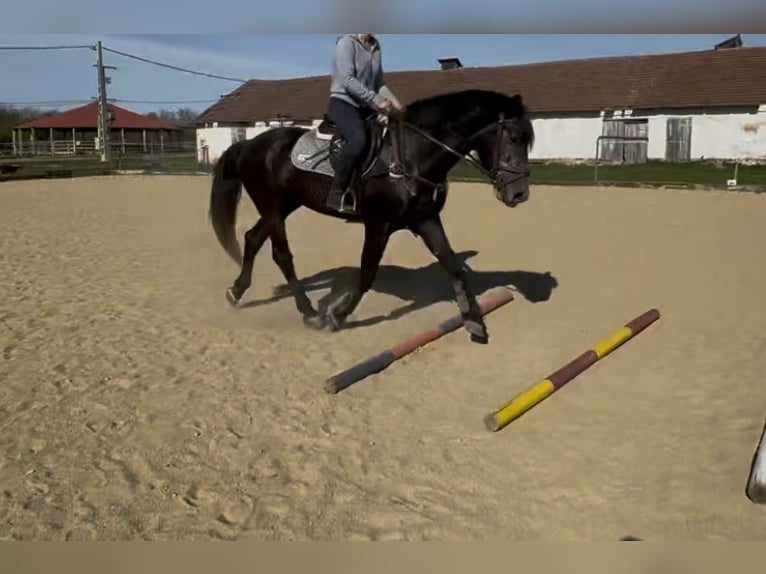 Altri cavalli a sangue caldo Castrone 5 Anni 165 cm Grigio in Liebing