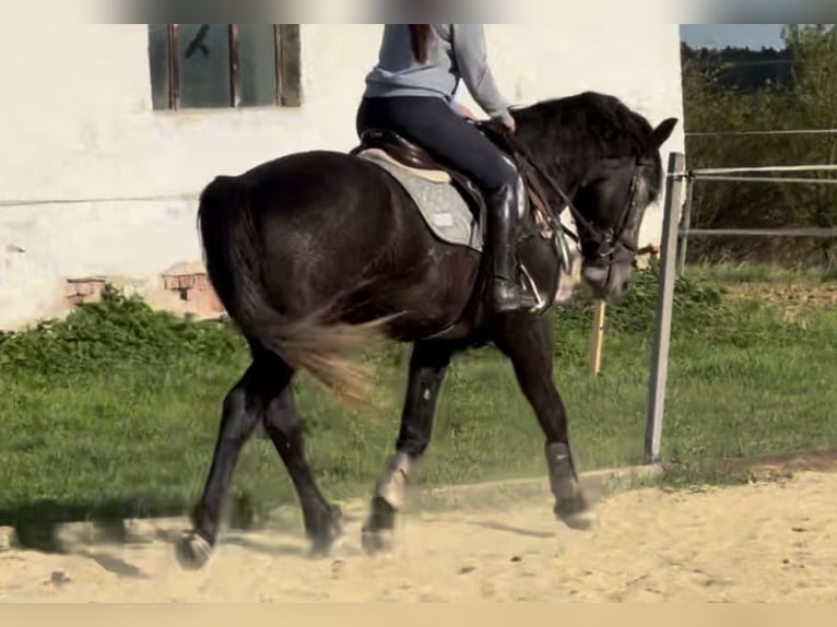 Altri cavalli a sangue caldo Castrone 5 Anni 165 cm Grigio in Liebing