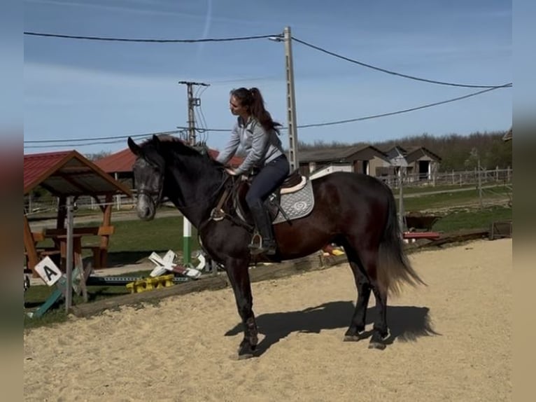 Altri cavalli a sangue caldo Castrone 5 Anni 165 cm Grigio in Liebing