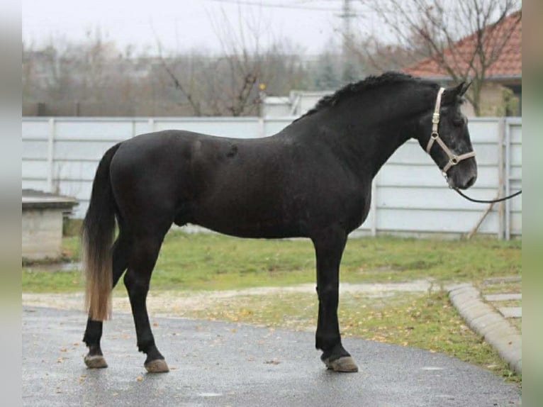 Altri cavalli a sangue caldo Castrone 5 Anni 165 cm Grigio in Liebing