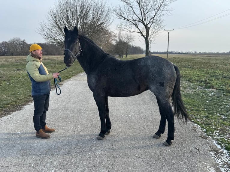 Altri cavalli a sangue caldo Mix Castrone 5 Anni 165 cm Grigio in Trnava