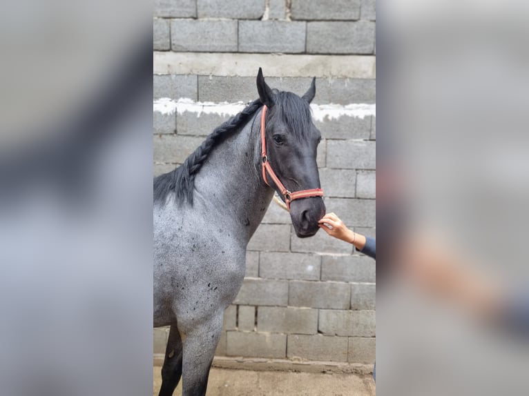 Altri cavalli a sangue caldo Mix Castrone 5 Anni 165 cm Grigio in Trnava