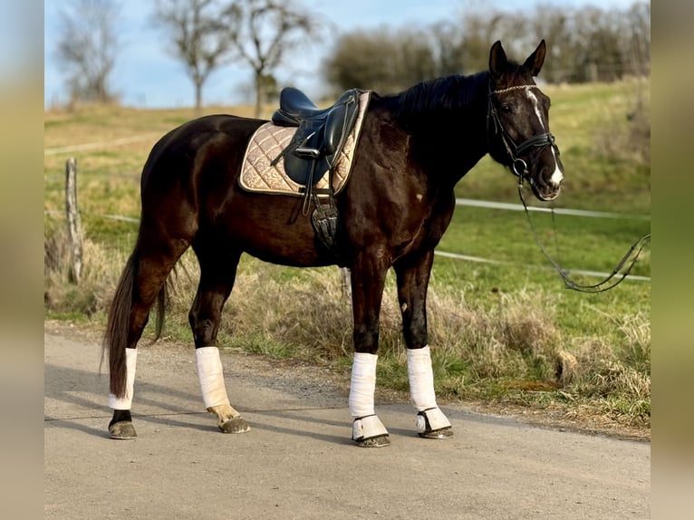 Altri cavalli a sangue caldo Castrone 5 Anni 165 cm Morello in Saarbrücken