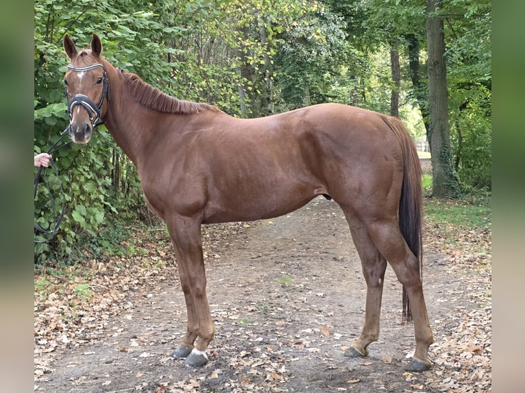 Altri cavalli a sangue caldo Castrone 5 Anni 165 cm Sauro in Wachtendonk