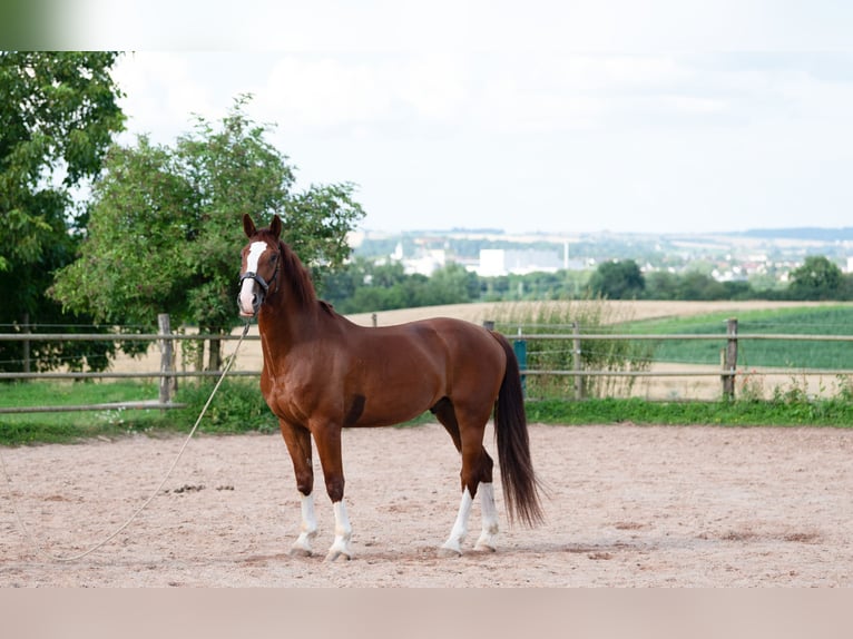 Altri cavalli a sangue caldo Castrone 5 Anni 165 cm Sauro in Bad WimpfenBad Wimpfen