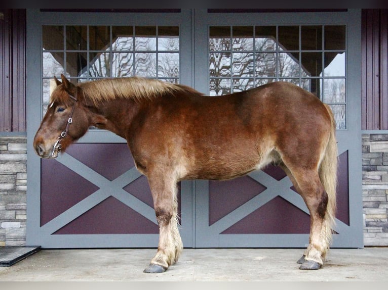 Altri cavalli a sangue caldo Castrone 5 Anni 165 cm Sauro scuro in Howell MI