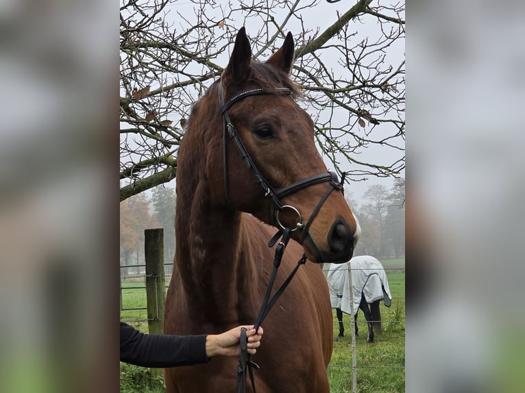 Altri cavalli a sangue caldo Castrone 5 Anni 167 cm Baio in Wachtendonk