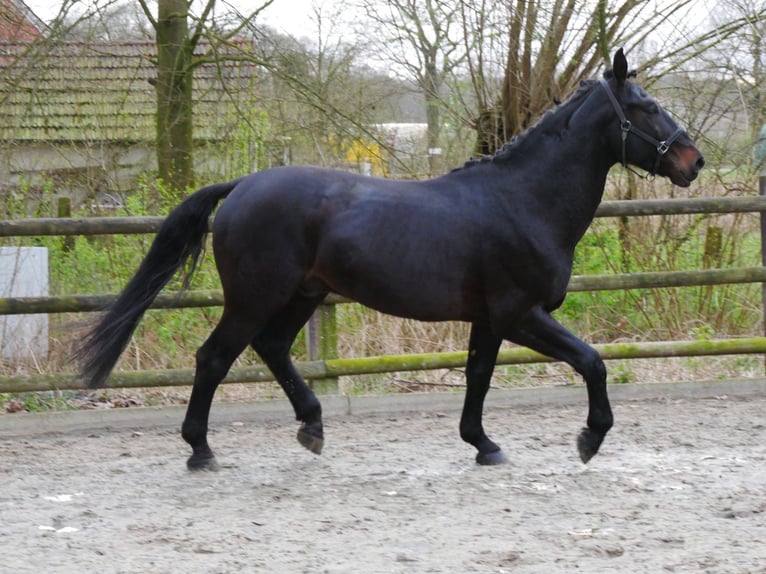 Altri cavalli a sangue caldo Castrone 5 Anni 167 cm Baio nero in Dorsten