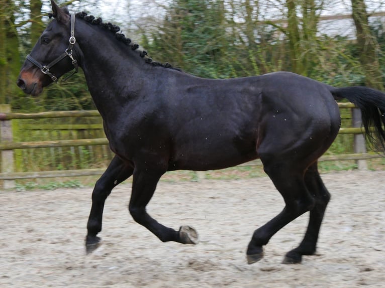 Altri cavalli a sangue caldo Castrone 5 Anni 167 cm Baio nero in Dorsten