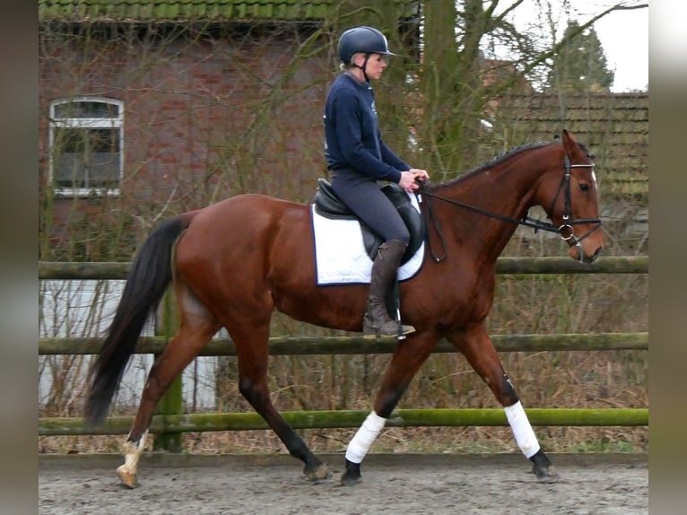 Altri cavalli a sangue caldo Castrone 5 Anni 167 cm in Dorsten