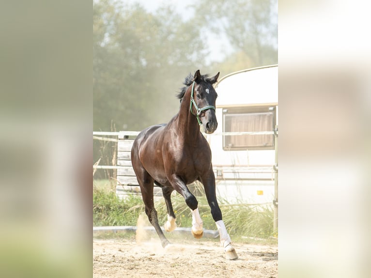 Altri cavalli a sangue caldo Castrone 5 Anni 167 cm Morello in St. Marein bei Graz