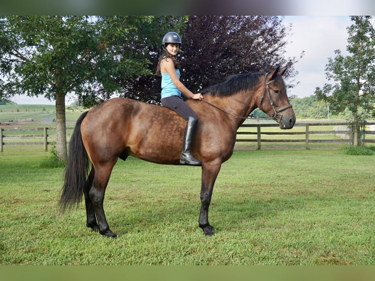 Altri cavalli a sangue caldo Castrone 5 Anni 168 cm Baio ciliegia in Tuscarora
