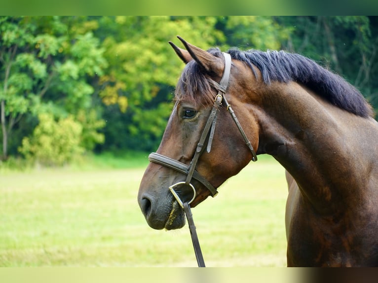 Altri cavalli a sangue caldo Castrone 5 Anni 168 cm Baio ciliegia in Tuscarora