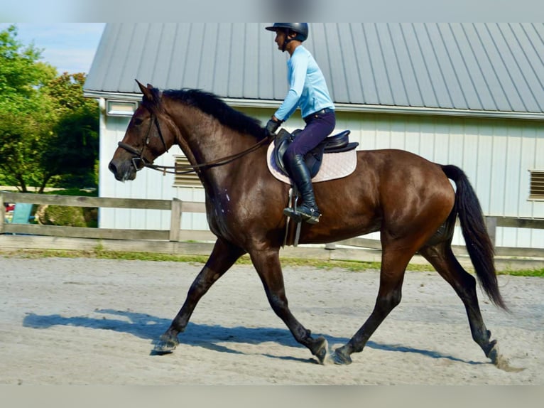 Altri cavalli a sangue caldo Castrone 5 Anni 168 cm Baio ciliegia in Tuscarora