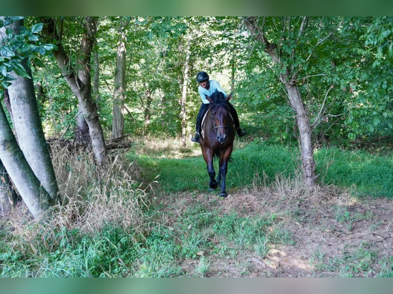 Altri cavalli a sangue caldo Castrone 5 Anni 168 cm Baio ciliegia in Tuscarora