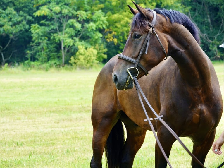 Altri cavalli a sangue caldo Castrone 5 Anni 168 cm Baio ciliegia in Tuscarora