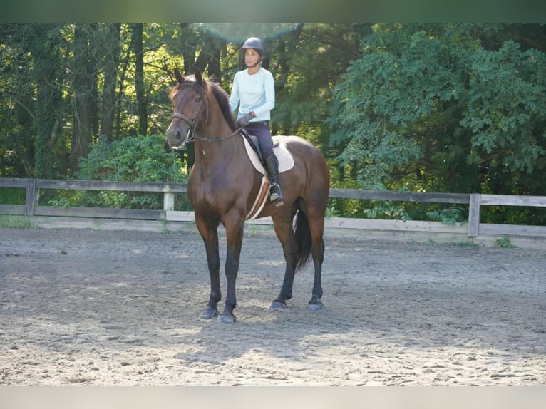 Altri cavalli a sangue caldo Castrone 5 Anni 168 cm Baio ciliegia in Tuscarora