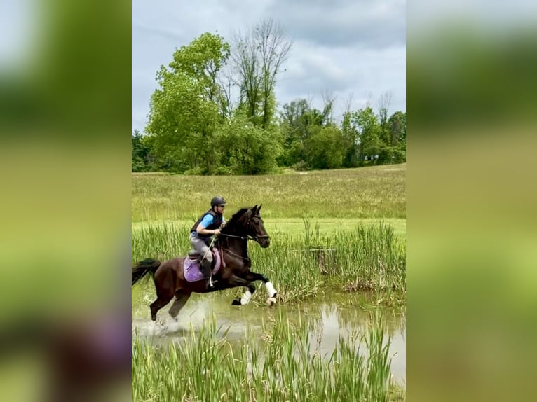 Altri cavalli a sangue caldo Castrone 5 Anni 168 cm Baio ciliegia in Lebanon NJ