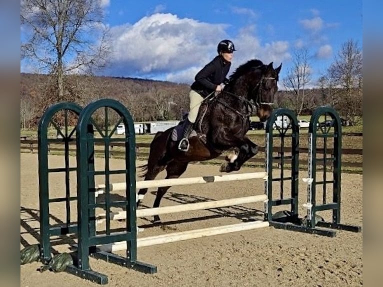 Altri cavalli a sangue caldo Castrone 5 Anni 168 cm Baio ciliegia in Lebanon NJ