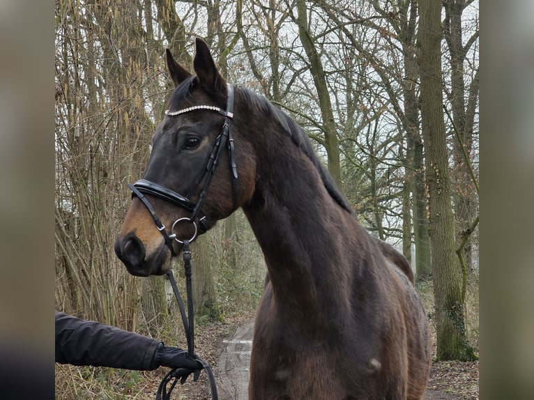 Altri cavalli a sangue caldo Castrone 5 Anni 168 cm Baio nero in Wachtendonk