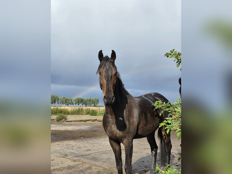 Altri cavalli a sangue caldo Mix Castrone 5 Anni 168 cm Baio scuro in Brüssow