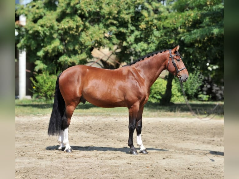 Altri cavalli a sangue caldo Castrone 5 Anni 169 cm Baio in Schattendorf