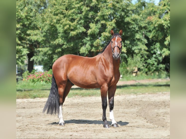 Altri cavalli a sangue caldo Castrone 5 Anni 169 cm Baio in Schattendorf